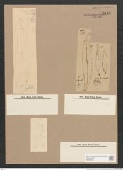 Pleurosigma sp. (de-Toni-Nr.: Genus 13) Zeichnungen Sammlung Grunow Nr. 2188 (NHMW-BOT-W0369258)